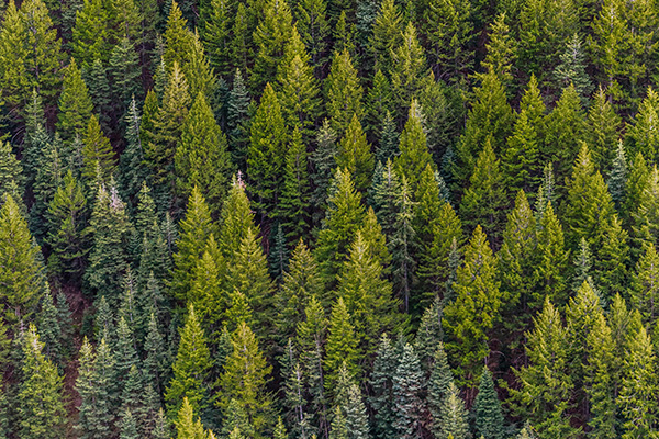 標(biāo)準(zhǔn)化用材